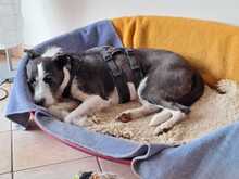 IZZO, Hund, Mischlingshund in Salzwedel - Bild 37