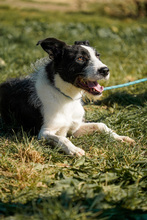 IZZO, Hund, Mischlingshund in Salzwedel - Bild 4