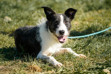 IZZO, Hund, Mischlingshund in Salzwedel - Bild 5