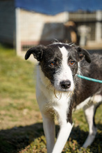 IZZO, Hund, Mischlingshund in Salzwedel - Bild 6