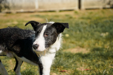 IZZO, Hund, Mischlingshund in Salzwedel - Bild 7