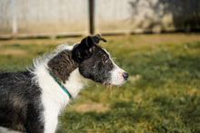 IZZO, Hund, Mischlingshund in Salzwedel - Bild 8
