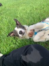 IZZO, Hund, Mischlingshund in Salzwedel - Bild 9