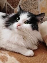 DUCESA, Katze, Hauskatze in Rumänien