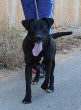 BROWNI, Hund, Labrador-Mix in Spanien