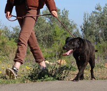 BROWNI, Hund, Labrador-Mix in Spanien - Bild 3