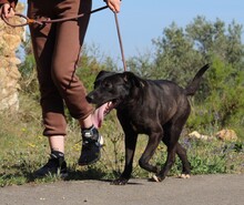 BROWNI, Hund, Labrador-Mix in Spanien - Bild 4