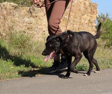 BROWNI, Hund, Labrador-Mix in Spanien - Bild 5