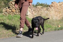 BROWNI, Hund, Labrador-Mix in Spanien - Bild 6