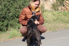 BROWNI, Hund, Labrador-Mix in Spanien - Bild 7