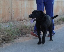 BROWNI, Hund, Labrador-Mix in Spanien - Bild 8