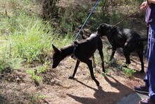 BROWNI, Hund, Labrador-Mix in Spanien - Bild 9