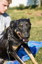 KACSKA, Hund, Mischlingshund in Ungarn