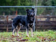 XABI, Hund, Mischlingshund in Gundelsheim - Bild 8