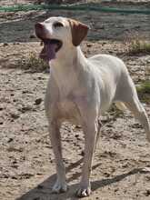 JACA, Hund, Pointer-Mix in Spanien - Bild 3