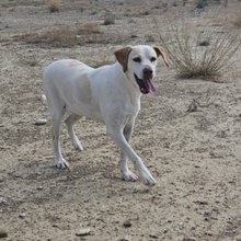 JACA, Hund, Pointer-Mix in Spanien - Bild 4