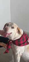 JACA, Hund, Pointer-Mix in Hockenheim