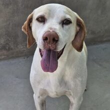 JACA, Hund, Pointer-Mix in Hockenheim - Bild 2