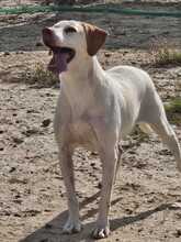 JACA, Hund, Pointer-Mix in Hockenheim - Bild 3