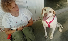 JACA, Hund, Pointer-Mix in Hockenheim - Bild 5
