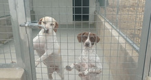 JACA, Hund, Pointer-Mix in Hockenheim - Bild 7