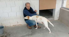 JACA, Hund, Pointer-Mix in Hockenheim - Bild 8