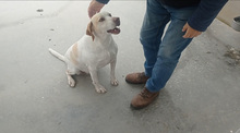 JACA, Hund, Pointer-Mix in Hockenheim - Bild 9