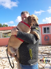 JARO, Hund, Mischlingshund in Portugal - Bild 6