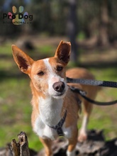 VINCENT, Hund, Mischlingshund in Oftersheim