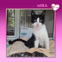 MIRA, Katze, Hauskatze in Bulgarien