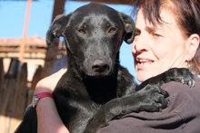 OTTO2, Hund, Mischlingshund in Bulgarien