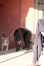 OTTO, Hund, Mischlingshund in Bulgarien - Bild 5