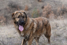 DIANA, Hund, Mischlingshund in Bulgarien - Bild 1