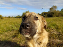 DIANA, Hund, Mischlingshund in Bulgarien - Bild 5