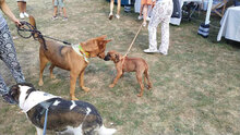 SHOTY, Hund, Mischlingshund in Bulgarien - Bild 10