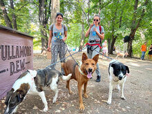 SHOTY, Hund, Mischlingshund in Bulgarien - Bild 12