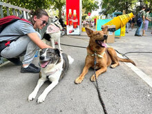 SHOTY, Hund, Mischlingshund in Bulgarien - Bild 15