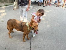 SHOTY, Hund, Mischlingshund in Bulgarien - Bild 17