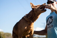 SHOTY, Hund, Mischlingshund in Bulgarien - Bild 19