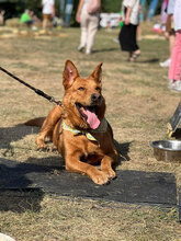 SHOTY, Hund, Mischlingshund in Bulgarien - Bild 2