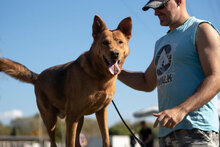 SHOTY, Hund, Mischlingshund in Bulgarien - Bild 20