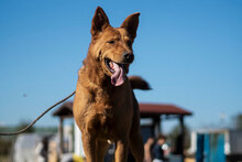 SHOTY, Hund, Mischlingshund in Bulgarien - Bild 21