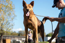 SHOTY, Hund, Mischlingshund in Bulgarien - Bild 22