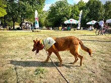 SHOTY, Hund, Mischlingshund in Bulgarien - Bild 4