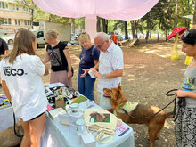 SHOTY, Hund, Mischlingshund in Bulgarien - Bild 6