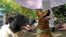 SHOTY, Hund, Mischlingshund in Bulgarien - Bild 8