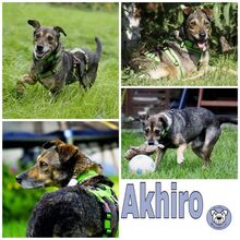 AKHIRO, Hund, Mischlingshund in Herten - Bild 1