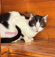 VITTORIA, Katze, Europäisch Kurzhaar in Italien - Bild 1