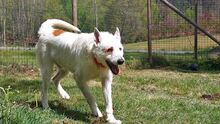 LAZARO, Hund, Podenco in Spanien - Bild 2