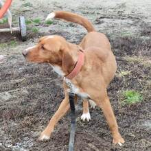 RIKI, Hund, Mischlingshund in Kroatien - Bild 3